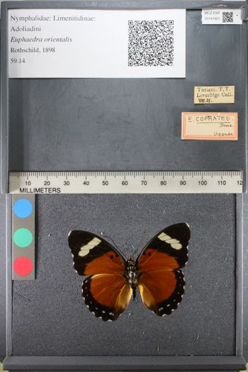 Media type: image;   Entomology 141921